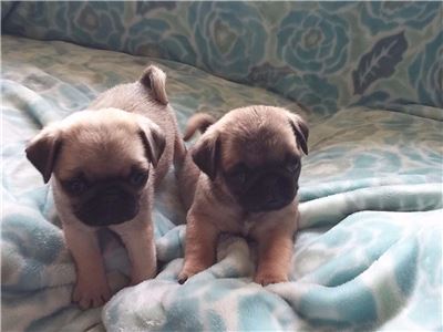 PugPuppiesAvailableForSale