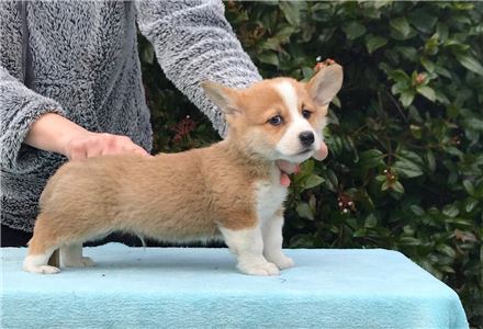 AffectionatePembrokeWelshCorgiPups